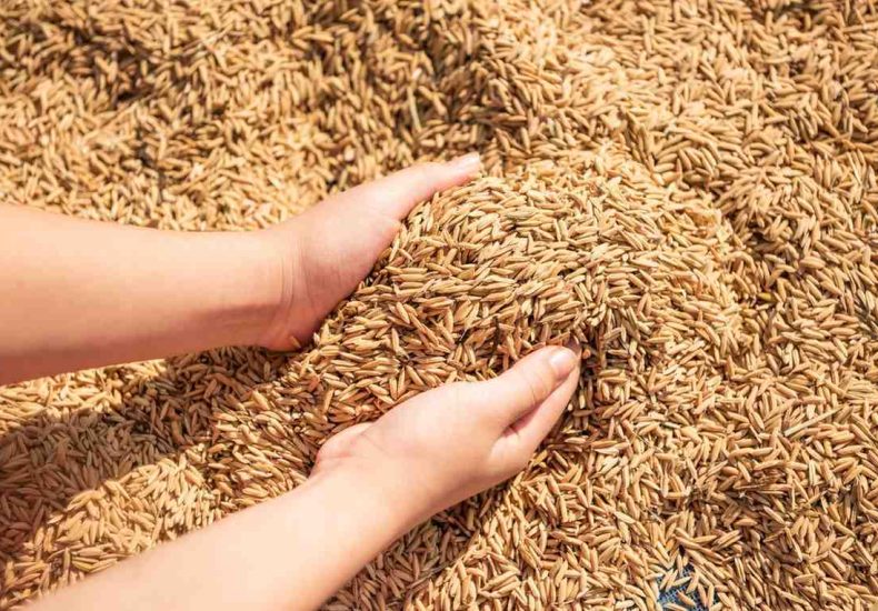 hasil menggunakan perontok padi